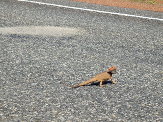 Lézard sur la route