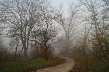 Fototapeta na wymiar country road in autumn in the mist