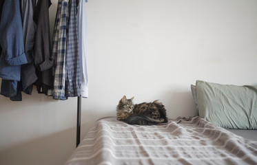 Cute cat lying on the bed at home