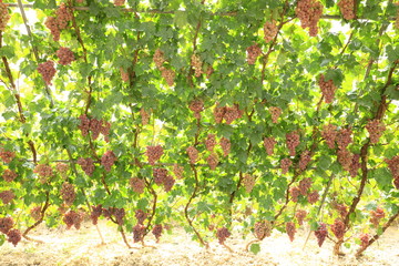 Fototapeta na wymiar Ripe grapes in fall