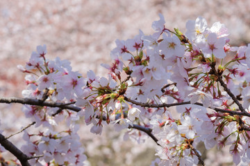 桜の花のアップ