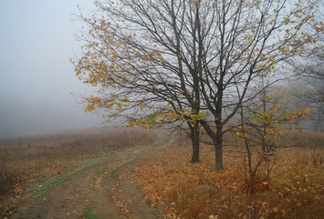 country road in autumn in the mist