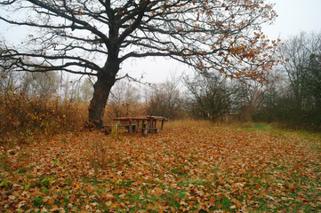 autumn forest with misty morning