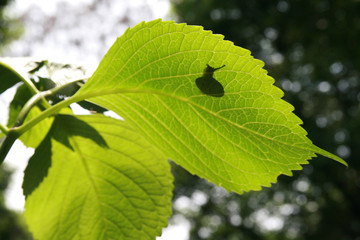 カタツムリのシルエット