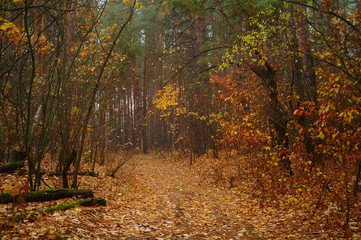 autumn forest with misty morning