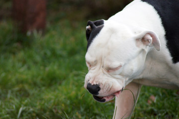 Old englische Bulldogge frisst Gras