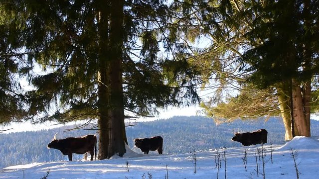 Heck cattle (Bos domesticus) herd under tree in the snow in winter. Attempt to breed back the extinct aurochs (Bos primigenius)