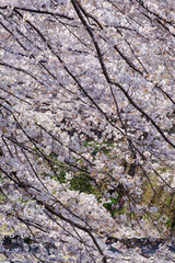 桜の花