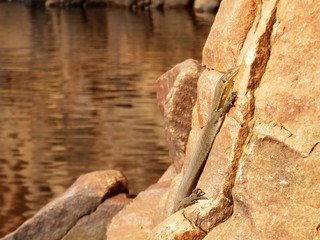 Perentie lézard sur rocher