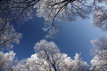 White frosty trees crowns on background of blue sky, underside view, looking up
