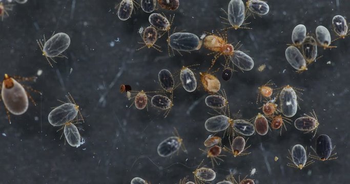 Close up Dog ticks and Flea under microscope for study in laboratory.