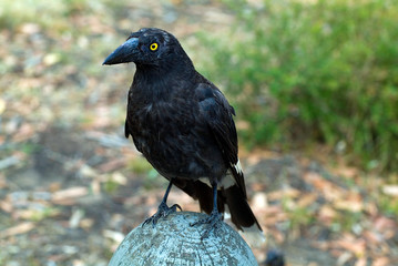 Australia, Zoology