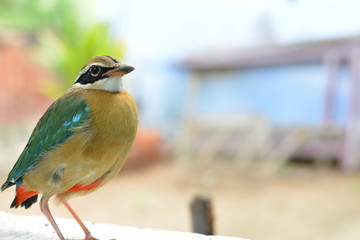 A bird flew near me and said take a snap of me