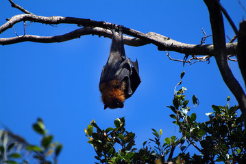 Australia, Zoology, 4890-11