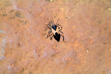 Australia, Zoology 5113