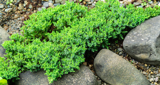 Original creeping Juniperus Procumbens Nana on stones by pond shore. Close-up of beautiful small japanese juniper procumbens Nana. Selective focus. Nature concept for spring design