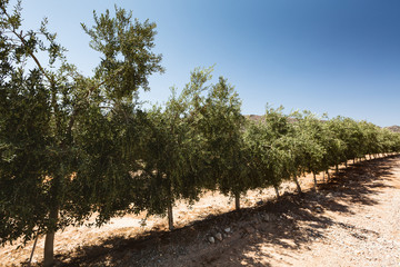 Fototapeta premium Olive Tree Plantation, Andalusia, Spain by Summer