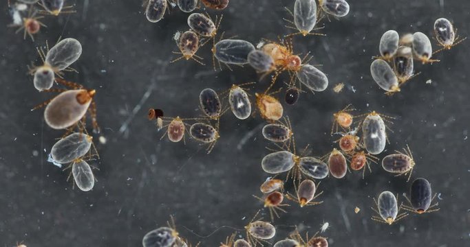 Close up Dog ticks and Flea under microscope for study in laboratory.