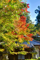 泉涌寺　紅葉
