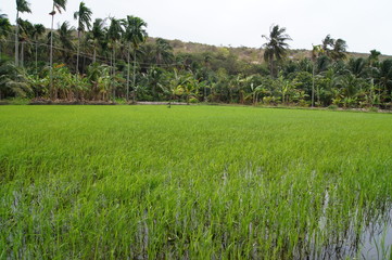 rice field in thailand