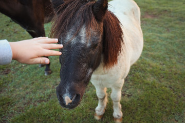 Close up of pony's face with child's hand patting nose