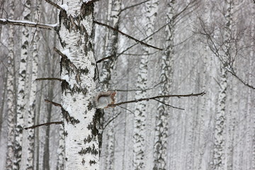 fluffy squirrel gnawing nuts on a birch tree in a winter forest