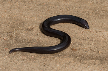 Giant Legless Skink