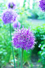 Blooming purple onion  flowers in the garden