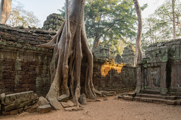 Die Tempelanlage Ta Prohm in Kambodscha