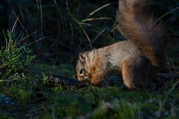 red squirrel, Sciurus vulgaris, caching, searching, hiding food on pine forest floor surrounded by moss and heather during winter in Scotland.