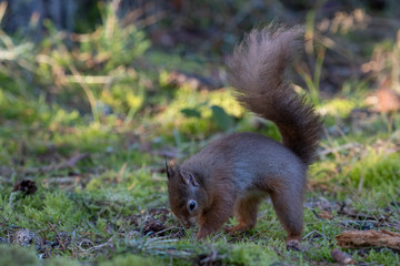 red squirrel, Sciurus vulgaris, caching, searching, hiding food on pine forest floor surrounded by moss and heather during winter in Scotland.
