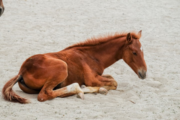 Horse and foal on sand