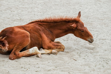 Horse and foal on sand