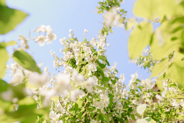 Apple tree flowers in spring with yellow butterfly
