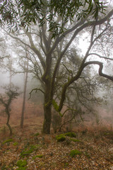 Mystic old tree from Peneda Geres National Park woodland on a foggy morning