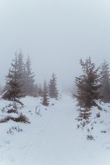 winter landscape with trees