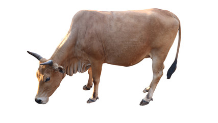 cow isolated on white background