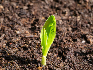 Close up Young corn plants are growing on the ground.