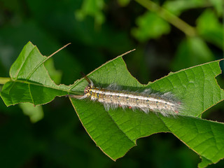 The worm is eating the leaves.