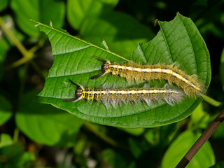 The worm is eating the leaves.