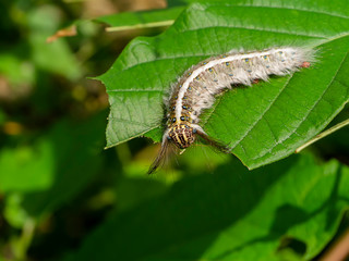 The worm is eating the leaves.