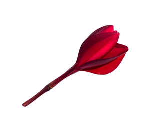 Close up red flowers of frangipani on white background.