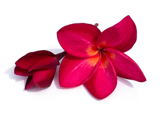 Close up red flowers of frangipani on white background.