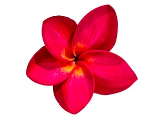 Close up red flowers of frangipani on white background.