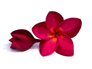 Close up red flowers of frangipani on white background.