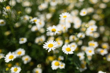 Field of beautiful pharmacy daisies close-up. Beautiful meadow