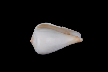 Amazing small conical sea shell isolated on black background.