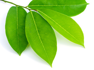 Soursop leaves on white background