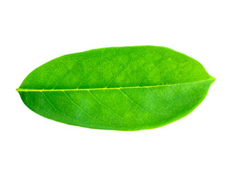 Soursop leaves on white background