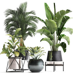 tropical plants in pots on a white background